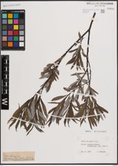 Foto von Salix eleagnos Scop.